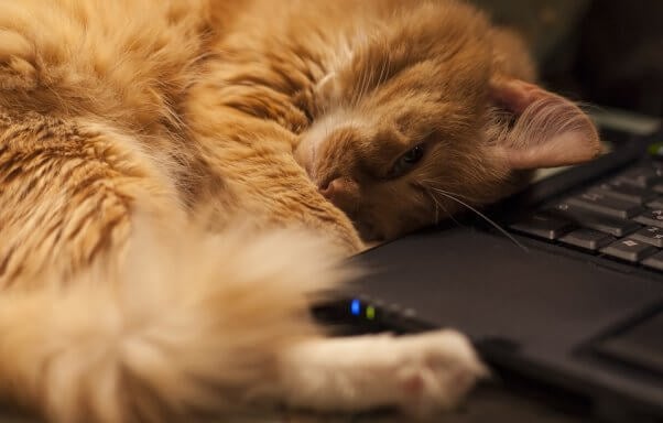 A red-haired cat curls up against a black laptop