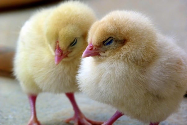 Two Snuggling Baby Chickens