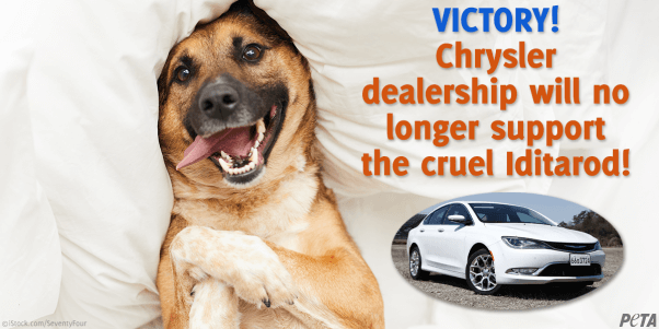 Photo of happy dog and Chrysler car with text "Victory! Chrysler dealership will no longer support the cruel Iditarod
