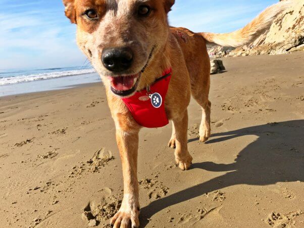 Cute happy dog walking on beach