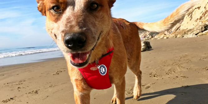 Cute happy dog walking on beach