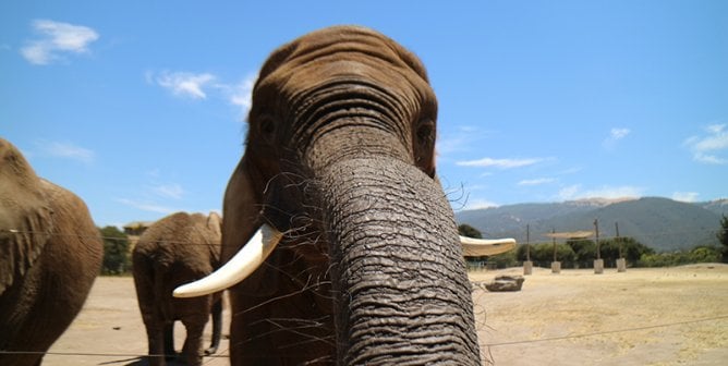 Three Elephants Have Died at the Monterey Zoo, and Now Butch Is All Alone—Help Him Today!