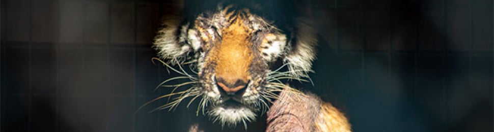 Waccatee Zoo, Lila the tiger with severe hair loss