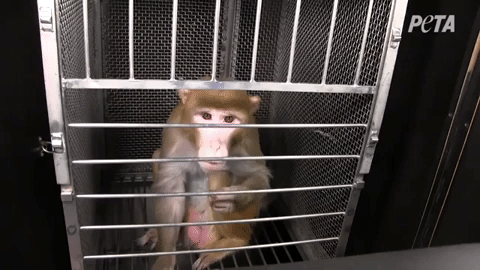 monkey fright experiments gif