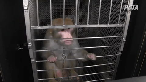 monkey fright experiments at wanprc and other NIH facilities