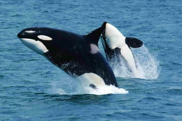 Orcas breaching out of the water