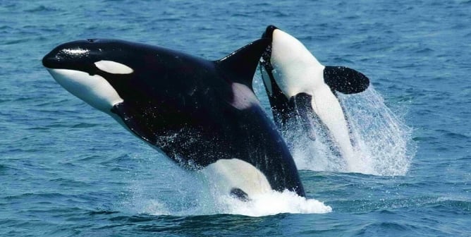 Orcas breaching out of the water