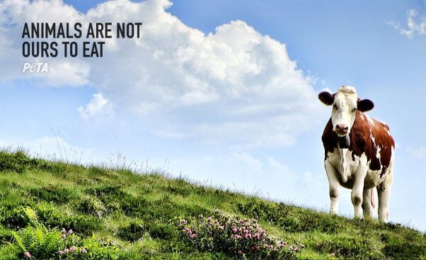 PETA Zoom Background with cow