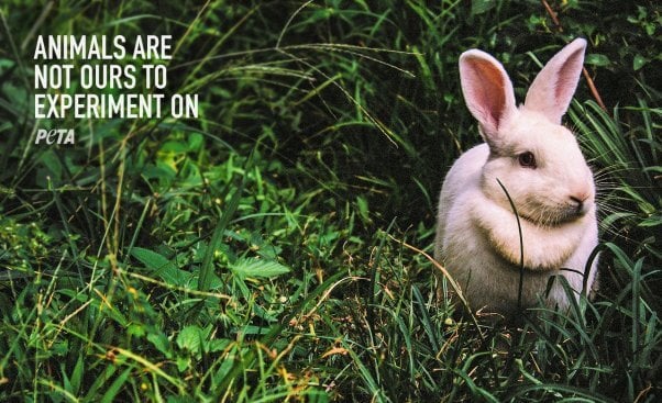 PETA Zoom Background with rabbit