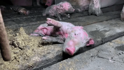 Tiny, Frail Piglet Suffering on Floor of Filthy Farm