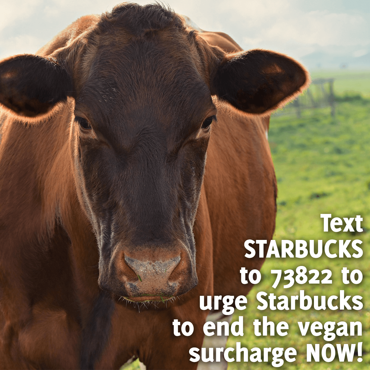 Urge Starbucks to Help Cows During the Coronavirus Crisis