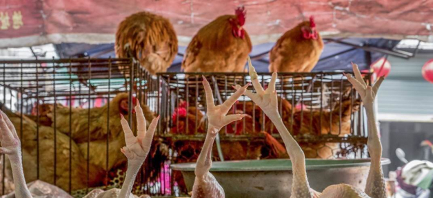 Live chickens hover in cages above the bodies of skinned, dead chickens