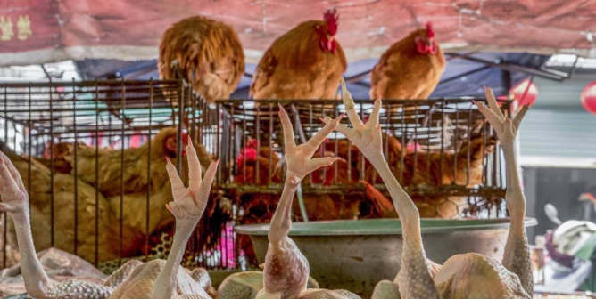Live chickens hover in cages above the bodies of skinned, dead chickens