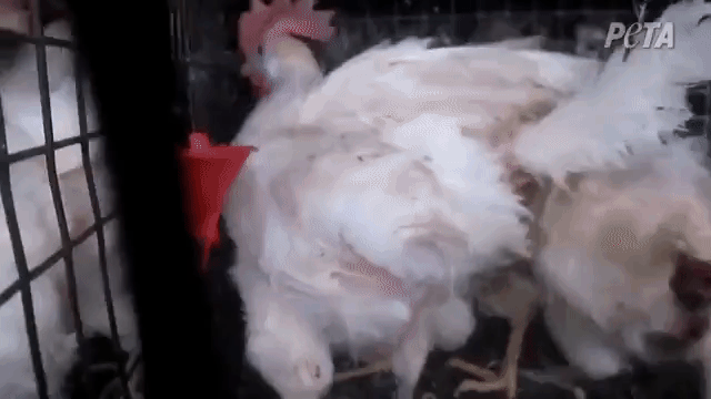 Animals Causing Trouble GIFs