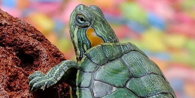 A turtle who appears to be in a tank, on a log, with colorful gravel in the background