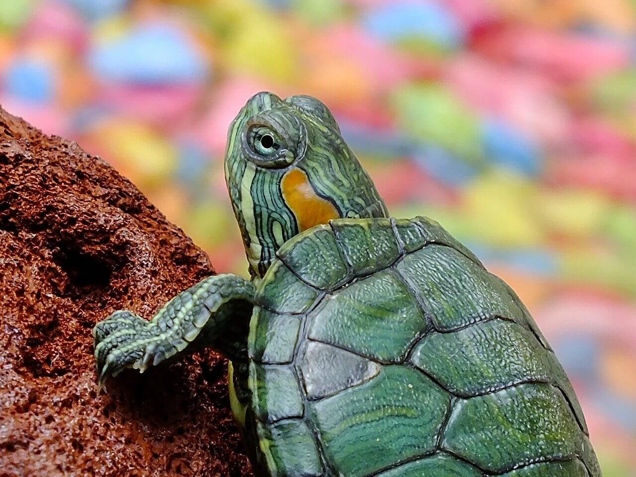 Huge Win for Animals! PetSmart Stops Selling Turtles, Tortoises, and More