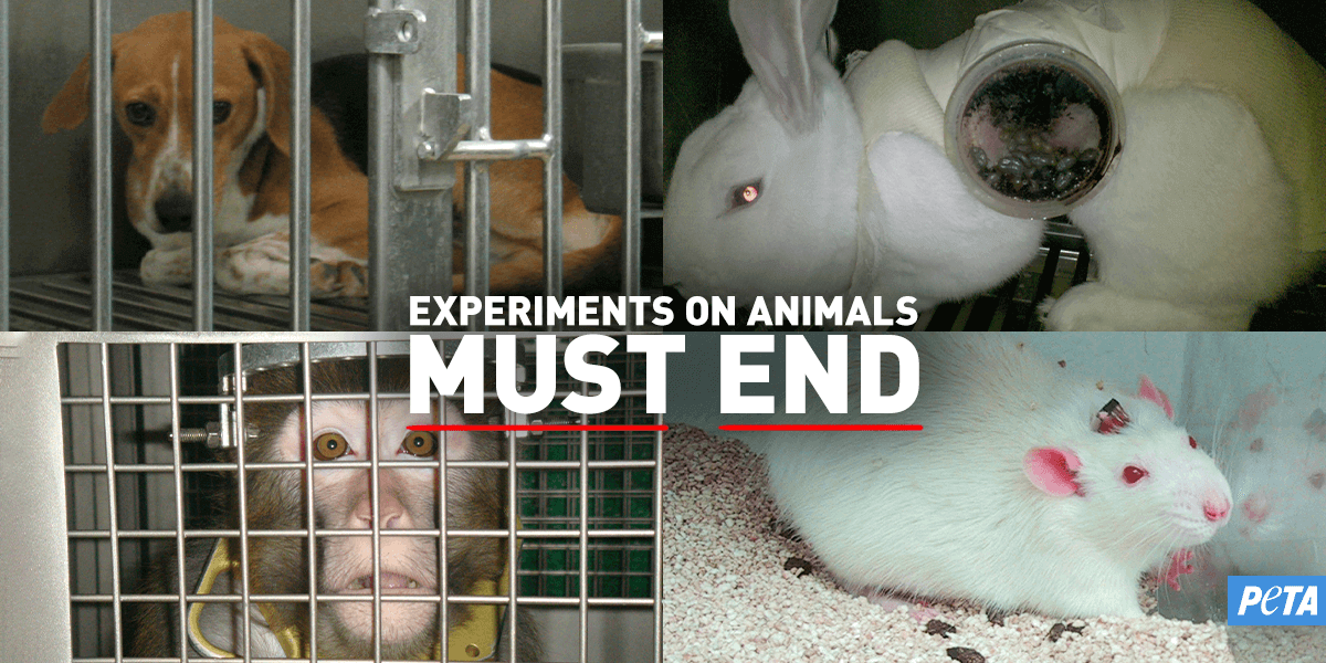 animal testing statistics