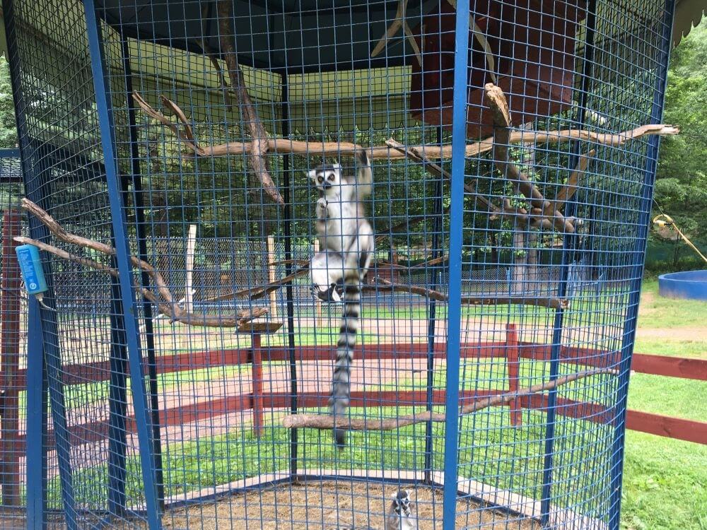 roadside zoos
