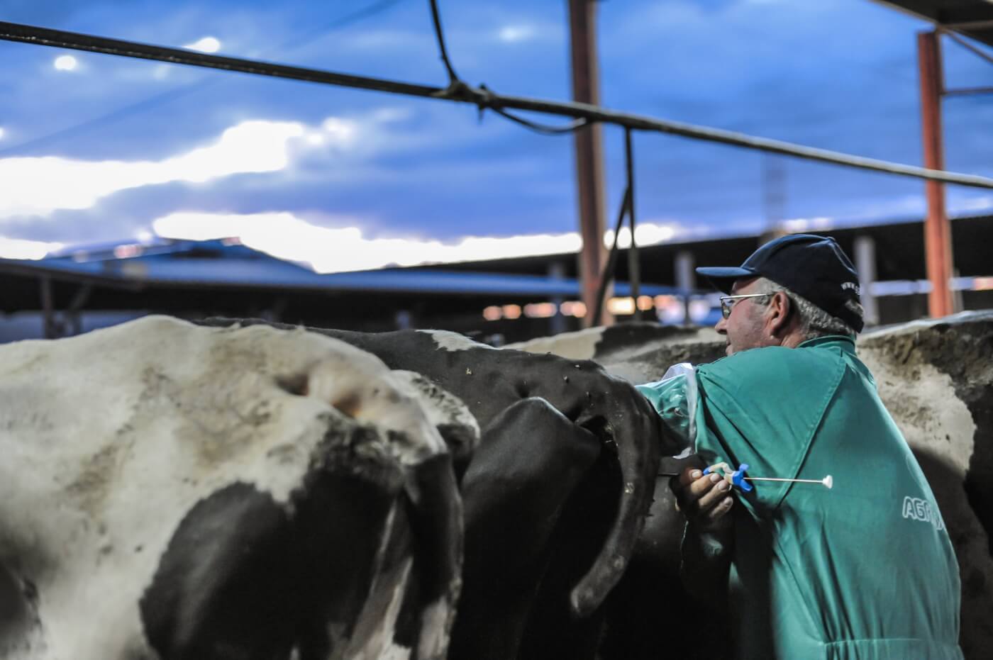 cow on "organic" dairy farm