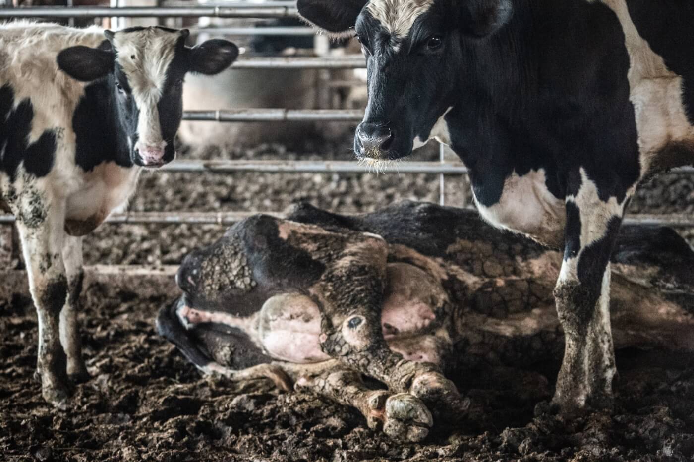 a sick cow used for their milk lying in a filthy barn enclosure in Taiwan with two standing cows on either side