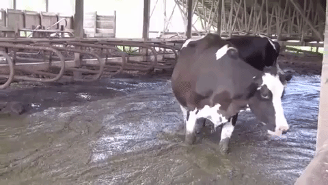 cows forced to live in a pool of their own feces and urine