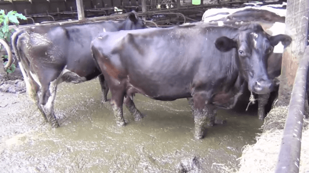 Cows Standing in Waste Pools on Dairy Farm