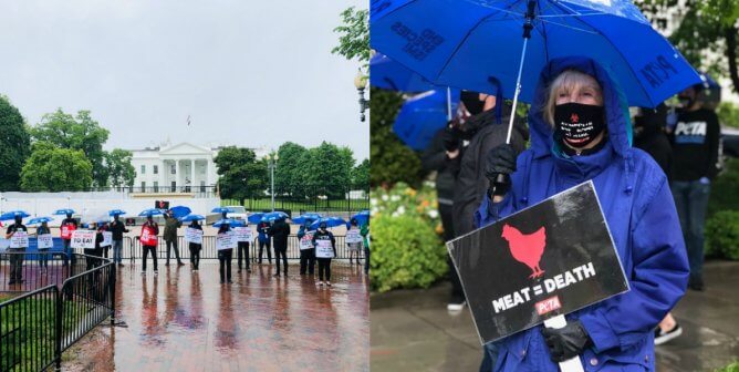 protestors standing outside white house with sign meat = death