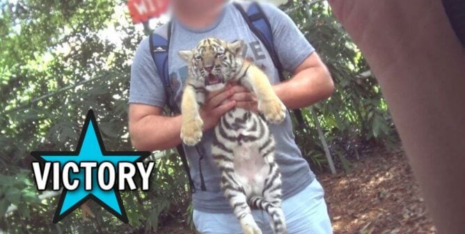 Man holds a tiger cub