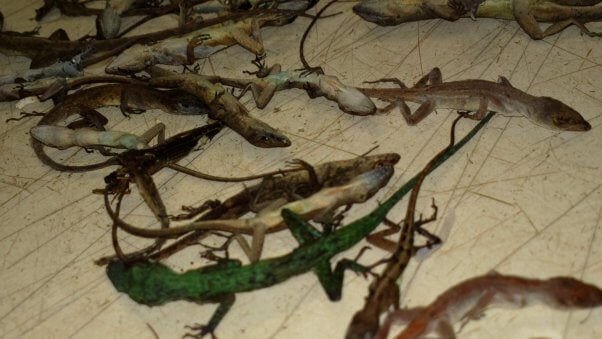 supplier mill lizards dead before reaching petsmart stores
