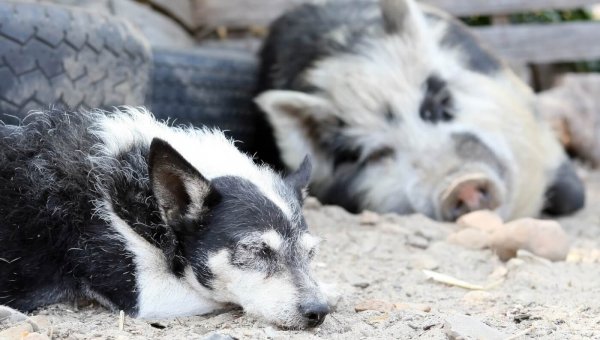 Unlearning Speciesism: A Lesson in Media Literacy