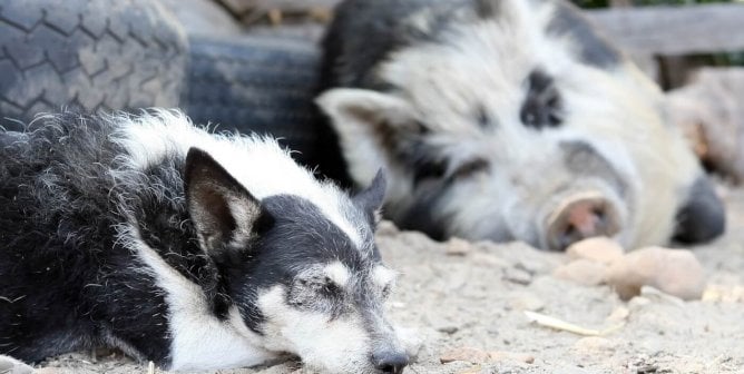 Dog and Pig together