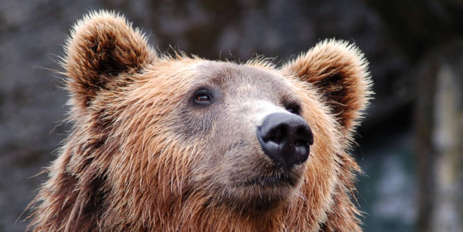 A brown bear gazing upwards