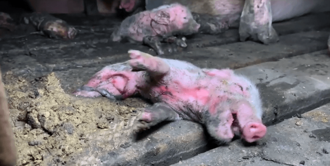 ‘Horrific and Not Talked About’: Ex–Pig Farmer Reveals All in New PETA Video