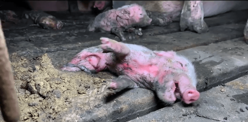 pig farmer