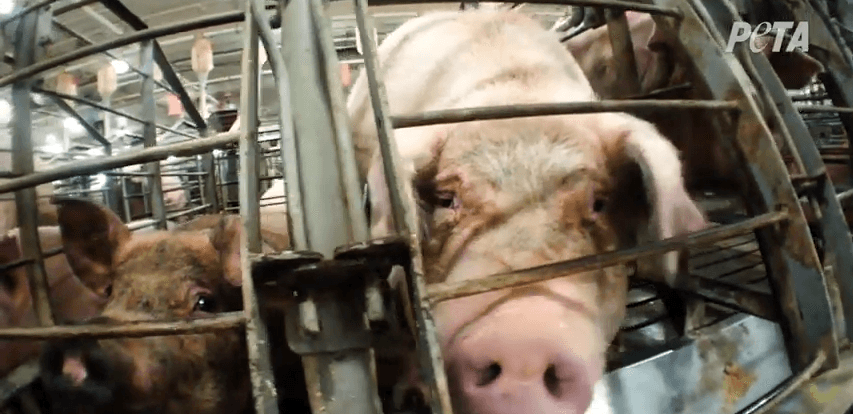 How Are Animals Killed in Slaughterhouses? Facts, Video | PETA