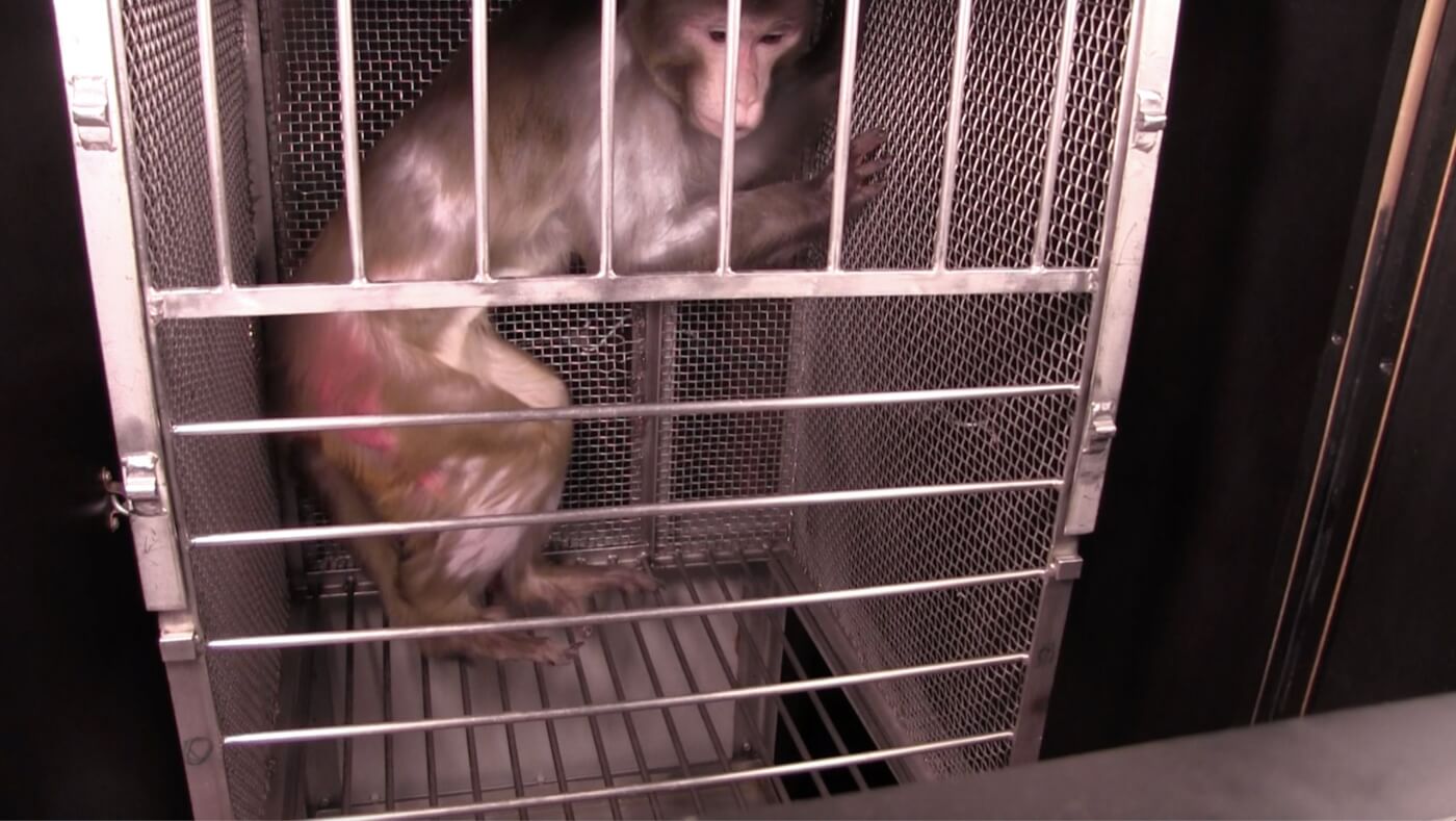open letter from monkeys used in experiments - Guiness
