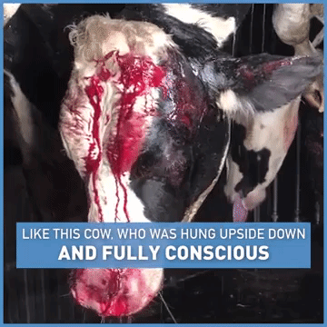 cows are often still conscious minutes after their throats have been slit