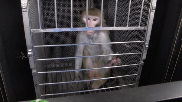 frances collins and joshua gordon receive letter from monkeys used in NIH experiments - le chiffre