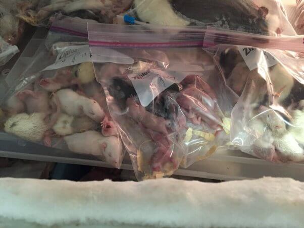 supplier mill mice frozen alive before reaching petsmart stores