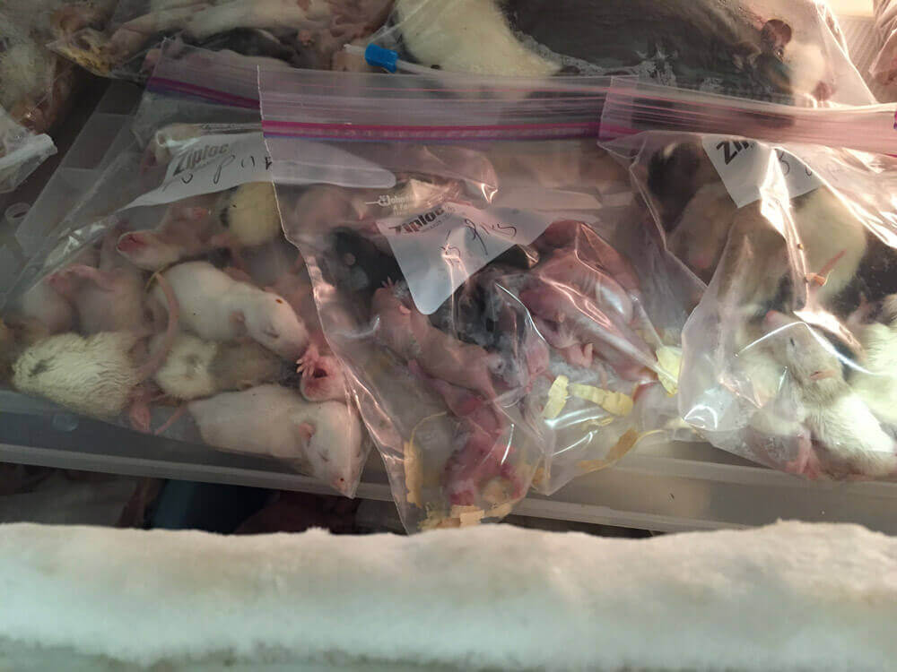 rats frozen alive petsmart supplier