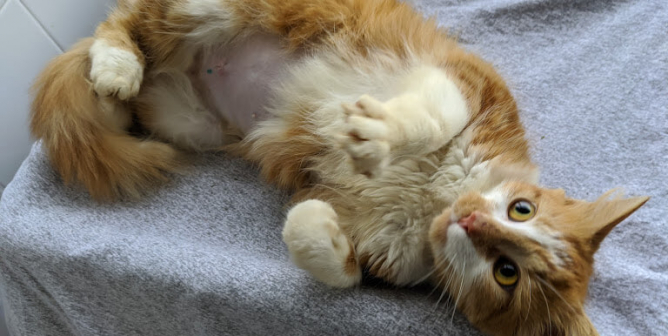 PETA adoption blog Tulip orange cat