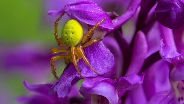 Pumpkin spider on a purple flower