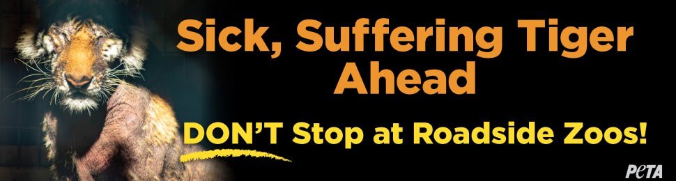 Sick, Suffering Tiger Ahead. DON’T Stop at Roadside Zoos!