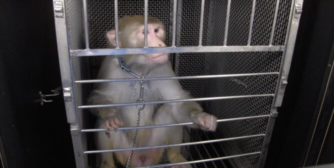 moneys used in NIMH NIH experiments on animals - sam smith