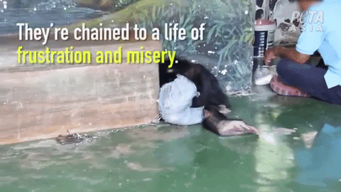 listless chimpanzee at Samutprakan Crocodile Farm and Zoo
