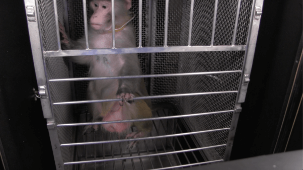 frances collins and joshua gordon receive letter from monkeys used in NIH experiments - shorter