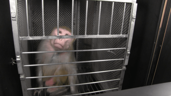 open letter from monkeys used in experiment - rudisha