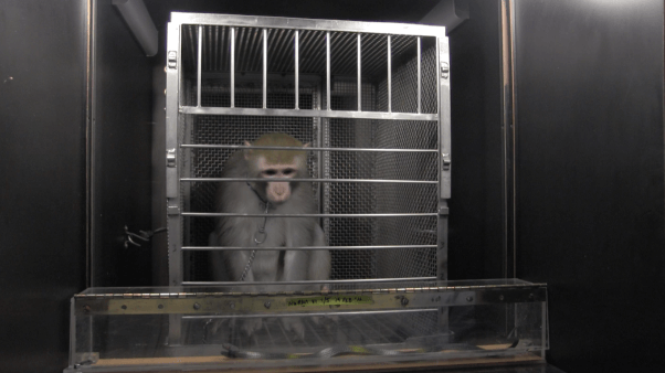 10 reasons experiments on monkeys must end