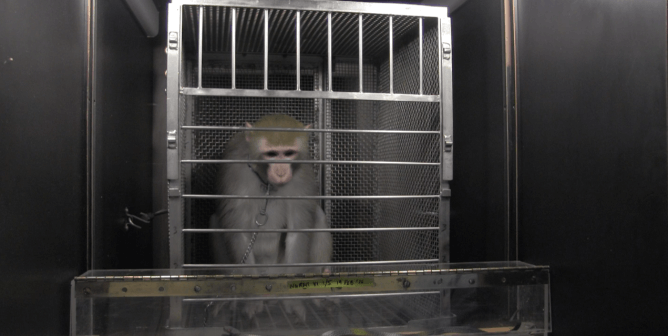 10 reasons experiments on monkeys must end