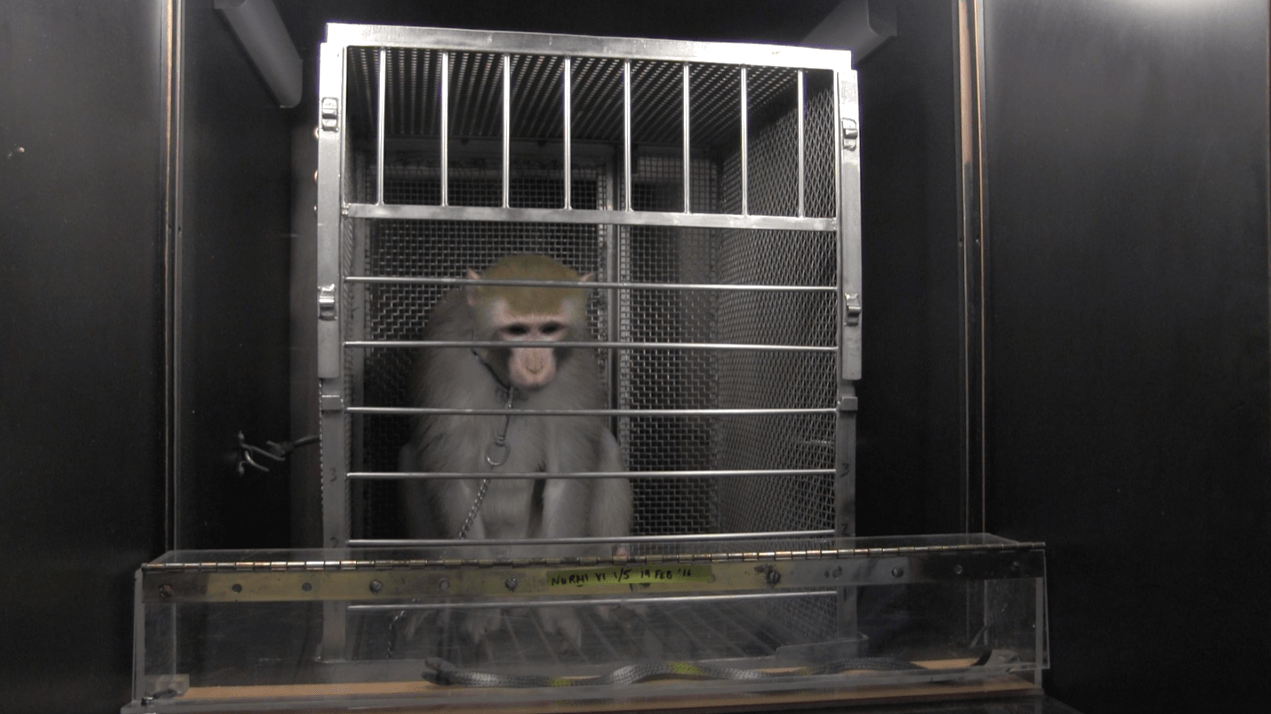 10 reasons experiments on monkeys must end